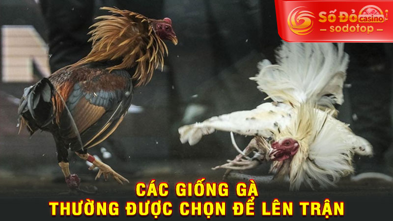 các giống gà thường được chọn để lên trận